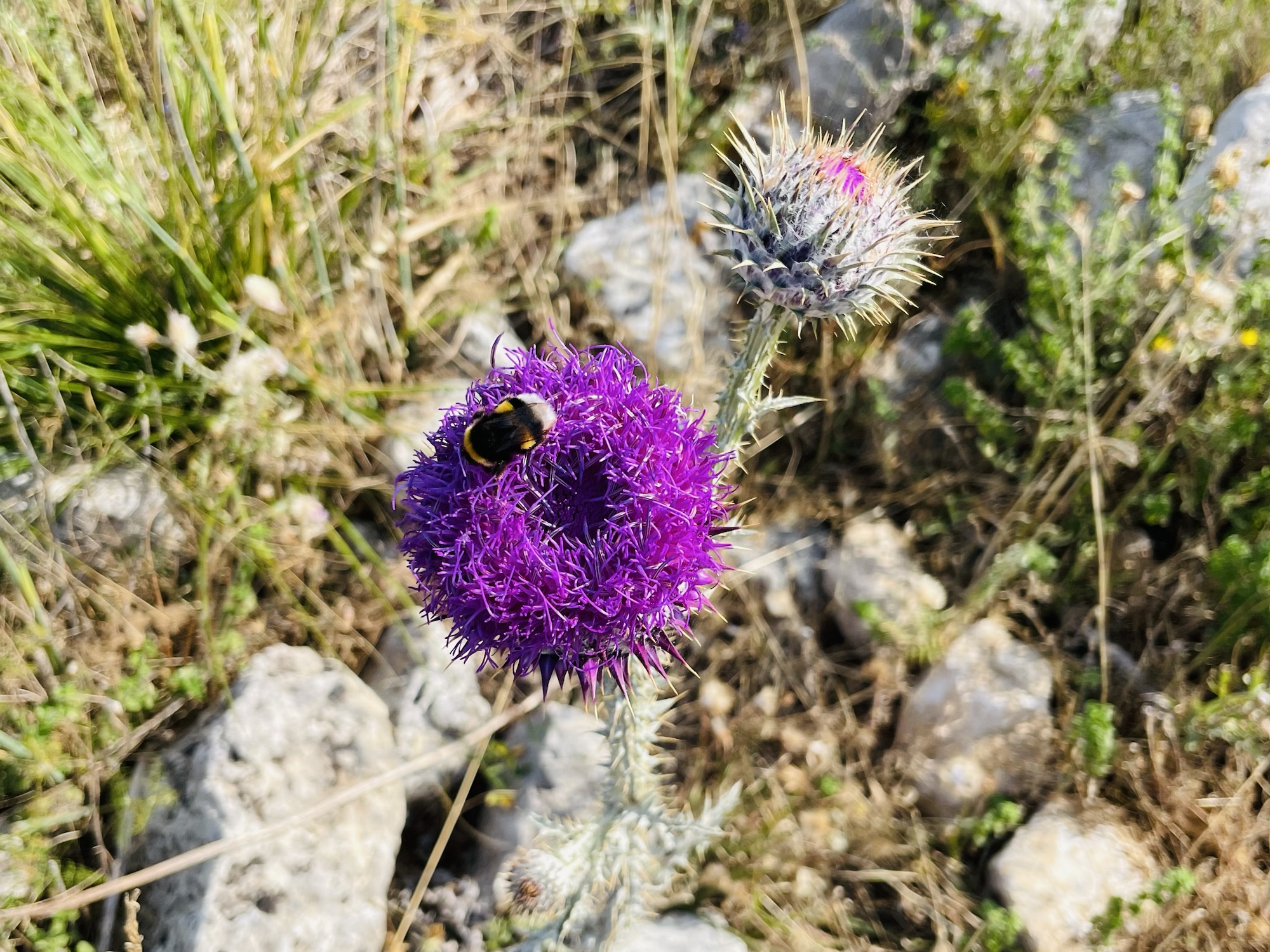 06. Juni 2025 – Tag 13 – Tingelei